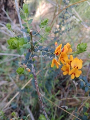 Pultenaea gunnii