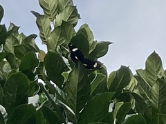 Hypolimnas bolina