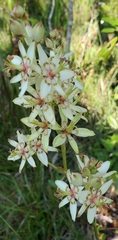 Zigadenus
