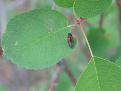 Agriotes thevenetii