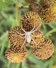Rhysodromus