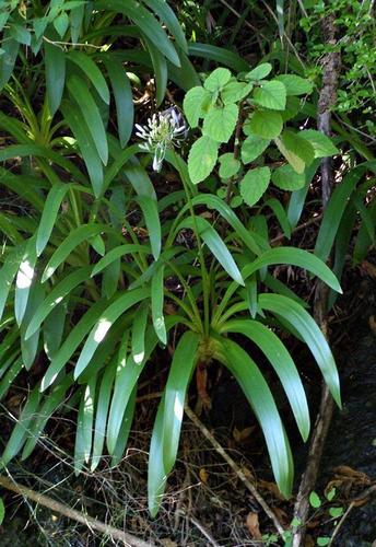 Agapanthus caulescens image