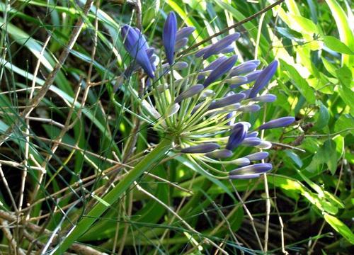 Agapanthus caulescens image