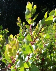 Arctostaphylos montereyensis