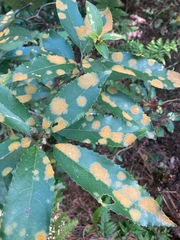 Cephaleuros lagerheimii