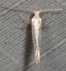 Argyresthia subreticulata
