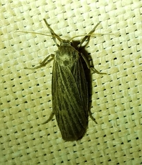 Crambidia uniformis