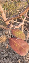 Hancornia speciosa