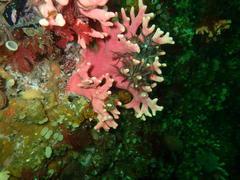 Stylaster nobilis