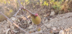 Hancornia speciosa