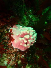 Stylaster nobilis