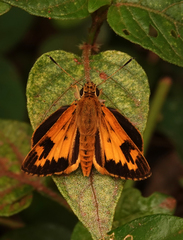 Pardaleodes incerta incerta