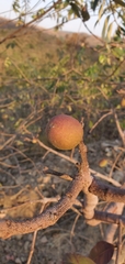 Hancornia speciosa