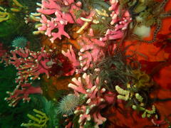 Stylaster nobilis