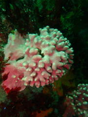 Stylaster nobilis