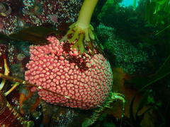Stylaster nobilis