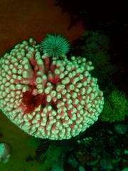 Stylaster nobilis