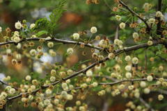 Vachellia robusta clavigera