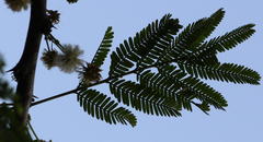 Vachellia robusta clavigera