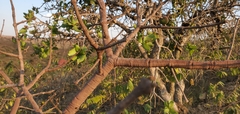 Hancornia speciosa