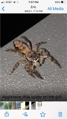 Platycryptus undatus