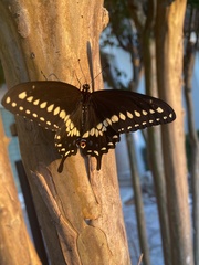 Papilio polyxenes