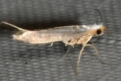 Argyresthia subreticulata