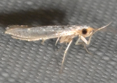 Argyresthia subreticulata