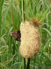 Amblyospiza albifrons maxima