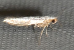 Argyresthia subreticulata