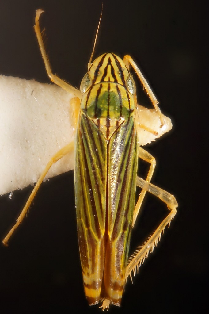 Sibovia festana