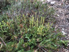 Orthilia secunda