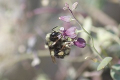 Bombus vancouverensis