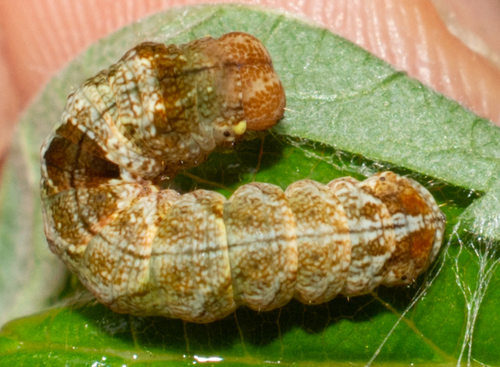 Tufted Thyatirine Moth