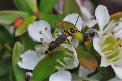 Chauliognathus sydneyanus