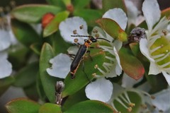 Chauliognathus sydneyanus