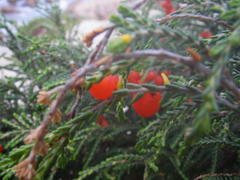 Passerina ericoides