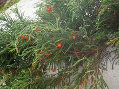 Passerina ericoides