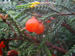 Passerina ericoides
