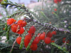 Passerina ericoides