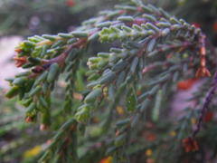 Passerina ericoides
