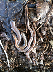 Batrachoseps major major