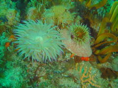 Pseudactinia flagellifera