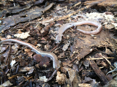 Batrachoseps major major