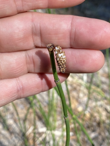 iNaturalist observation photo of horsetails