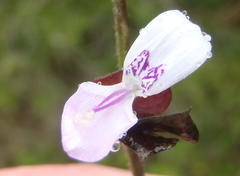 Dicliptera extenta