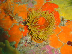 Pseudactinia flagellifera