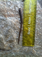 Batrachoseps major major