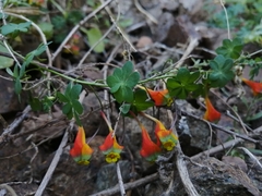 Tropaeolum tricolor