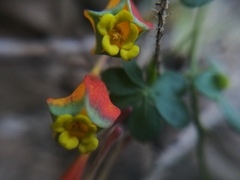 Tropaeolum tricolor